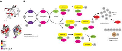 Resolving the Complexity of Ubiquitin Networks